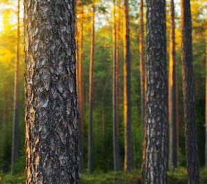 Auringon Kajastus Metsässä 1810 Canvas-taulu