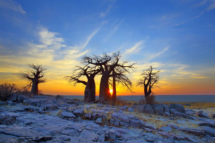 Baobab Kalahari 916 Canvas-taulu