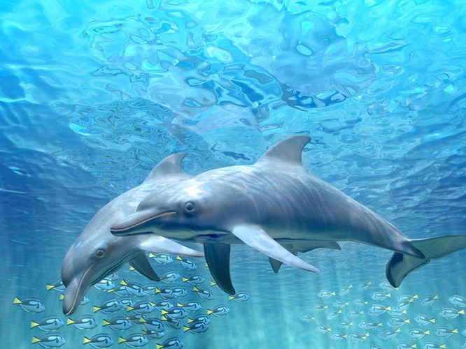 Delfiinit 200 Canvas-taulu