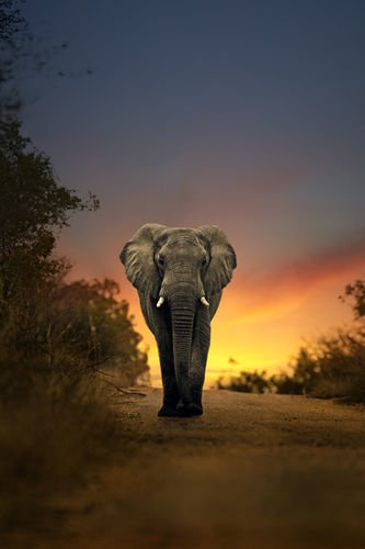 Elefantti Tansania 283 Canvas-taulu