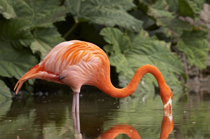 Flamingo 498 Canvas-taulu