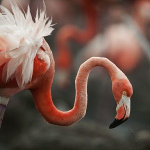 Flamingot 1602 Canvas-taulu
