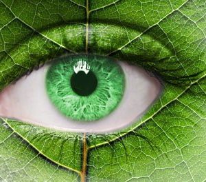 Green Eye 1838 Canvas-taulu