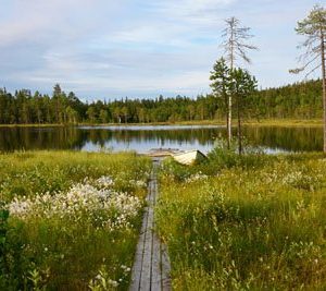 Järvimaisema Lapista 1904 Canvas-taulu