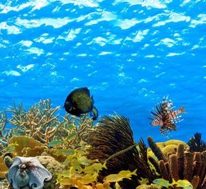 Koralliriutta Karibialla 928 Canvas-taulu