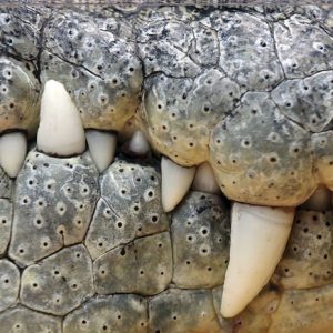 Krokotiilin Hampaat 555 Canvas-taulu