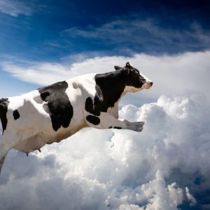 Lentävä Lehmä 674 Canvas-taulu