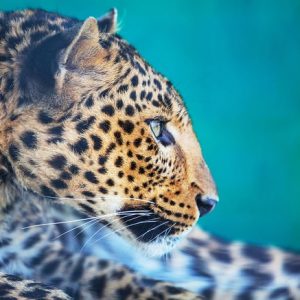Leopardi 537 Canvas-taulu