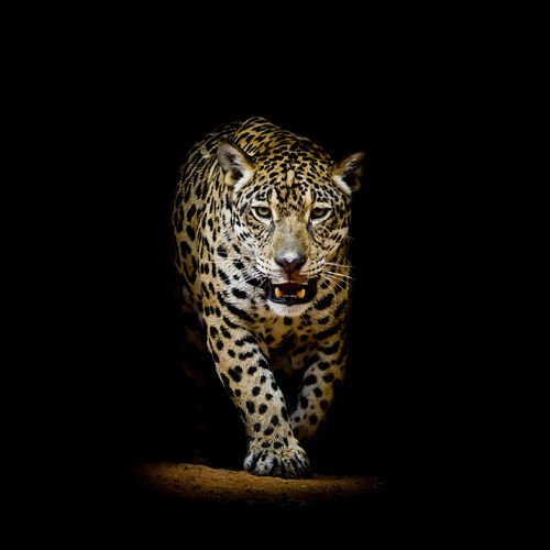Leopardi 636 Canvas-taulu
