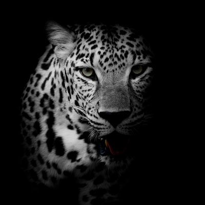 Leopardi Mv 2035 Canvas-taulu