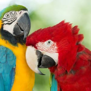 Macaw Papukaijat 467 Canvas-taulu