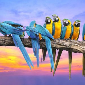 Macaw Papukaijat Argentiina 445 Canvas-taulu