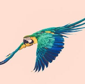 Macawe Lennossa 2116 Canvas-taulu