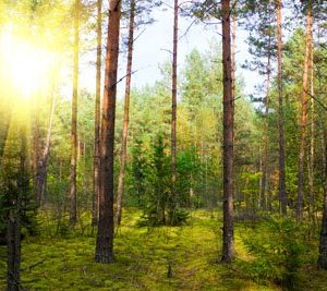 Metsässä Auringon Laskiessa 1501 Canvas-taulu