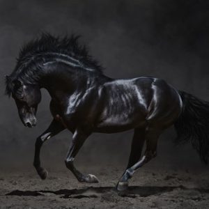 Mustang Hevonen Mv 180 Canvas-taulu