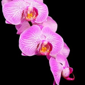 Orkidea 529 Canvas-taulu