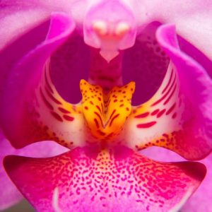 Orkidea 612 Canvas-taulu