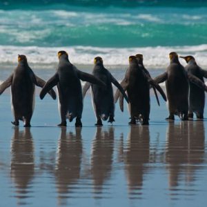 Pingviinit 228 Canvas-taulu
