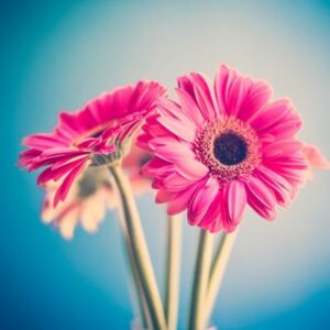 Pinkki Gerbera 1780 Canvas-taulu