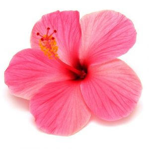 Pinkki Hibiscus 1173 Canvas-taulu