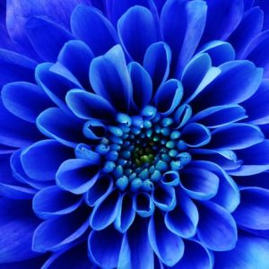 Sininen Kukka 449 Canvas-taulu