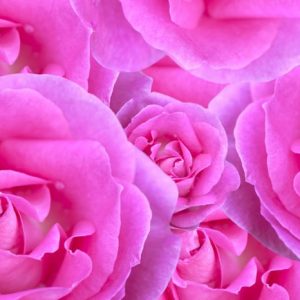 Vaaleanpunaiset Ruusut 848 Canvas-taulu